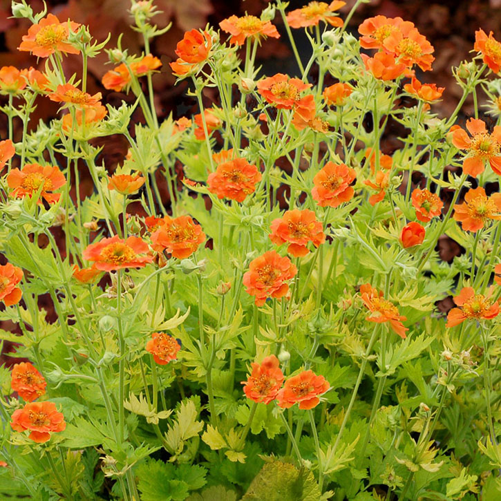 Sunkissed Lime Geum (Avens)
