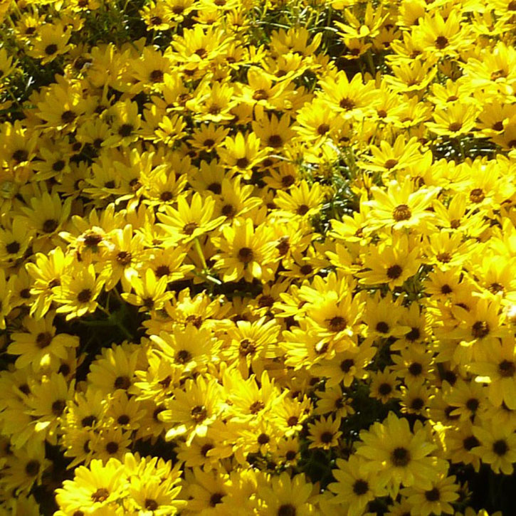 Autumn Gold Willowleaf Sunflower