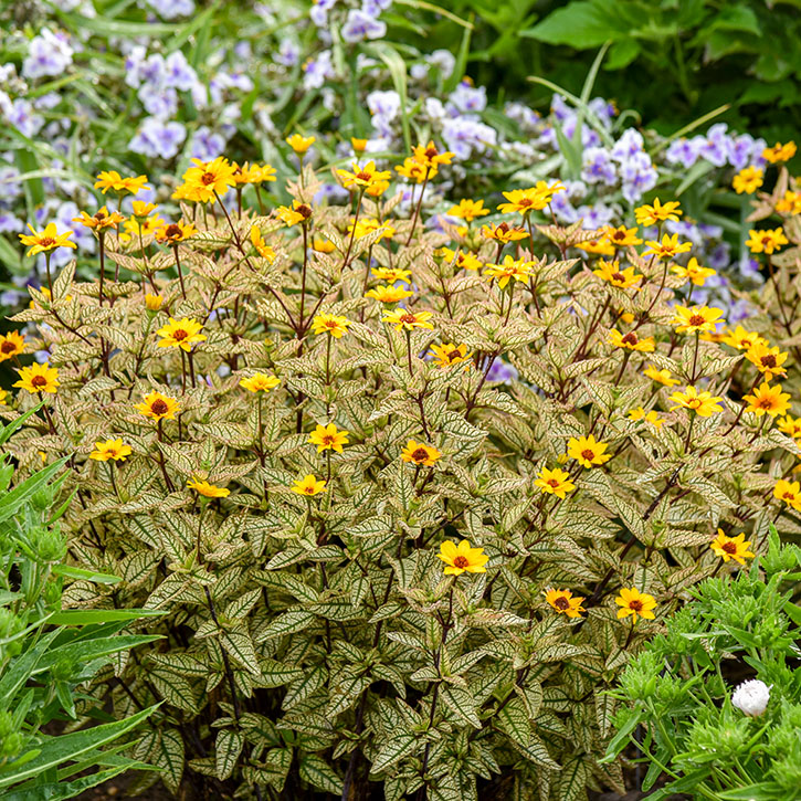 Touch of Blush False Sunflower