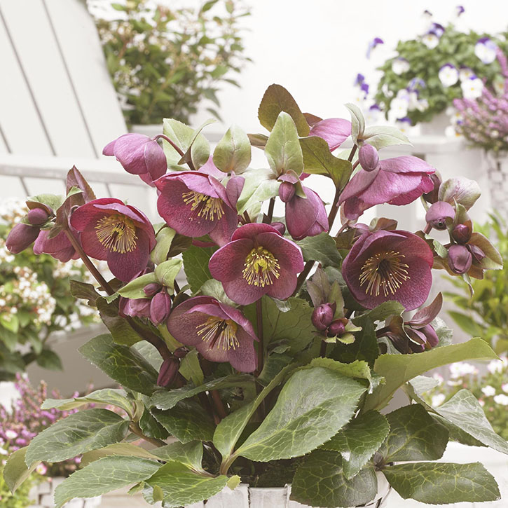 Dorothy's Dawn Lenten Rose