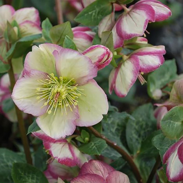 Glenda's Gloss Lenten Rose