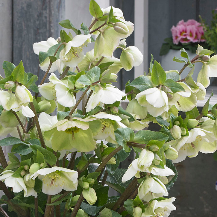 Molly's White Lenten Rose