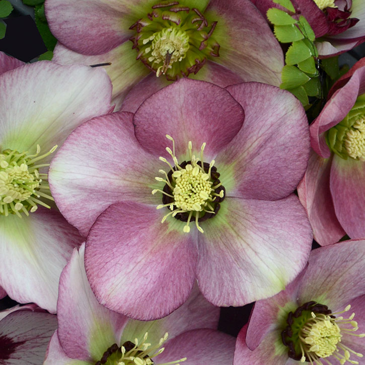 Paris in Pink Lenten Rose