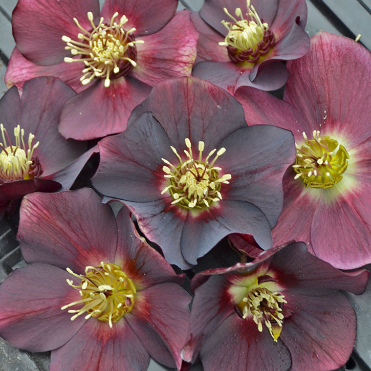 Rome in Red Lenten Rose