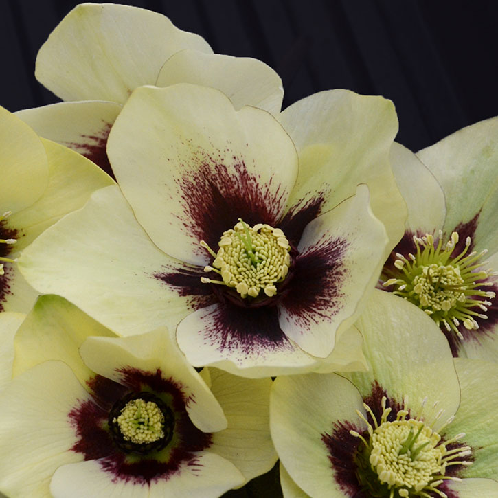 Spanish Flare Lenten Rose