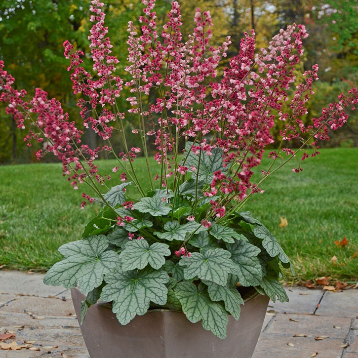 Berry Timeless Coral Bells