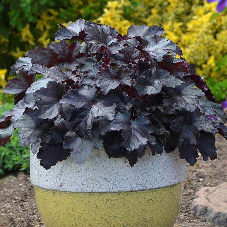 Black Pearl Coral Bells