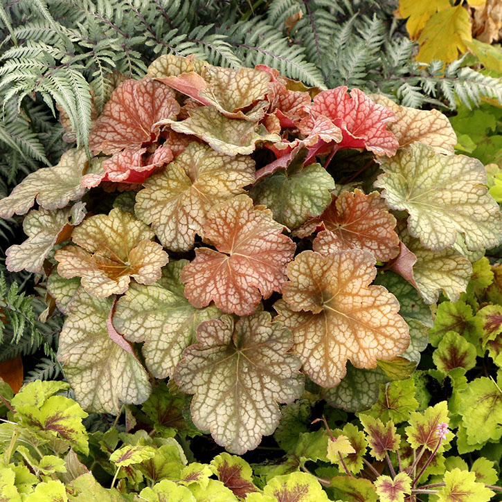 Changeling Coral Bells