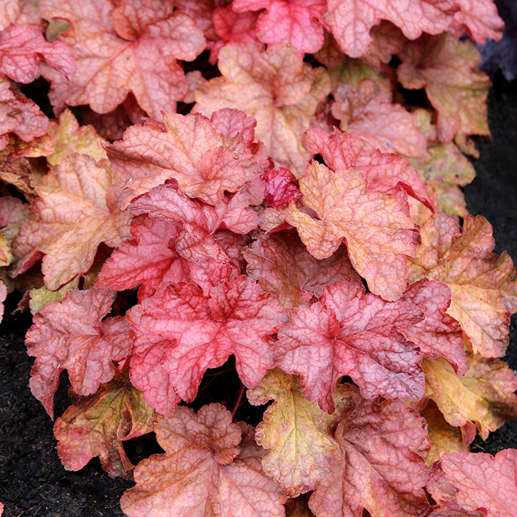 Peach Smoothie Coral Bells