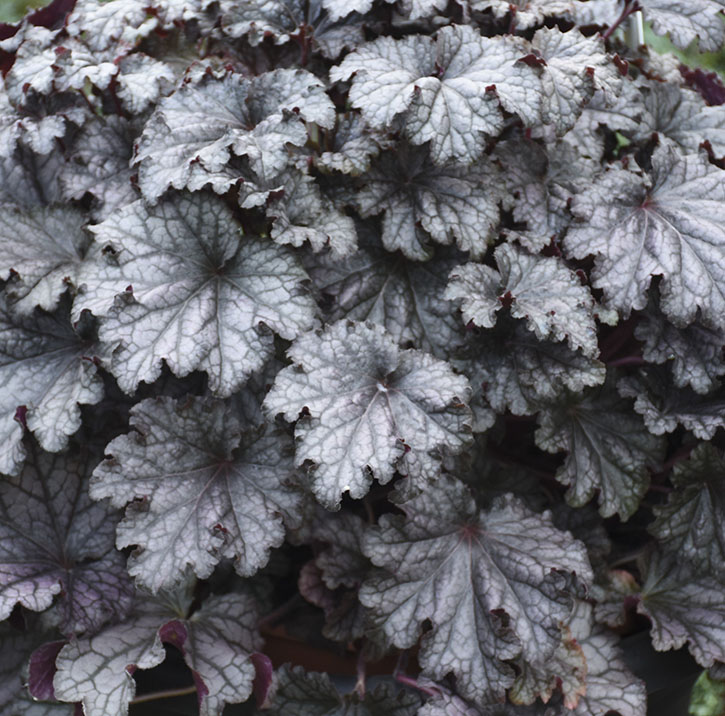 Prom Dress Coral Bells