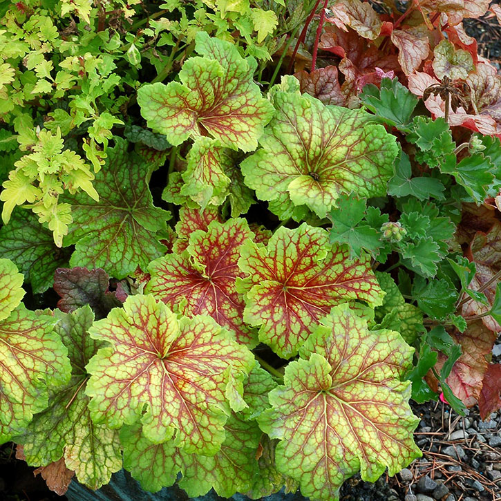 Red Lightning' Coral Bells