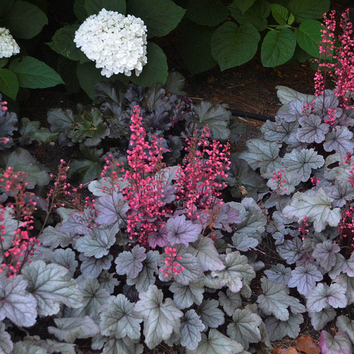 Silver Gumdrop Coral Bells