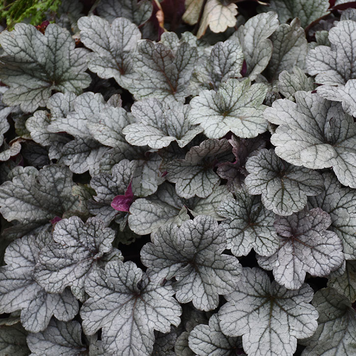 Smoke & Mirrors Coral Bells