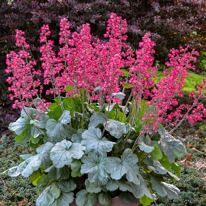 Spearmint Coral Bells