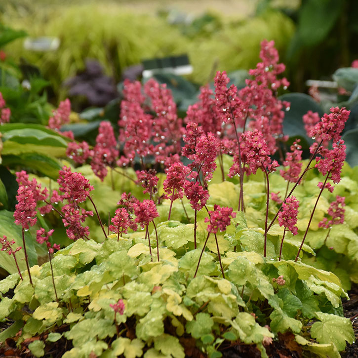 Timeless Glow Coral Bells