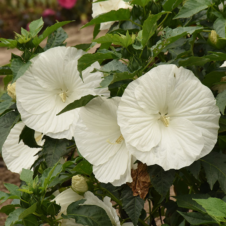 Marshmallow Moon Hardy Hibiscus