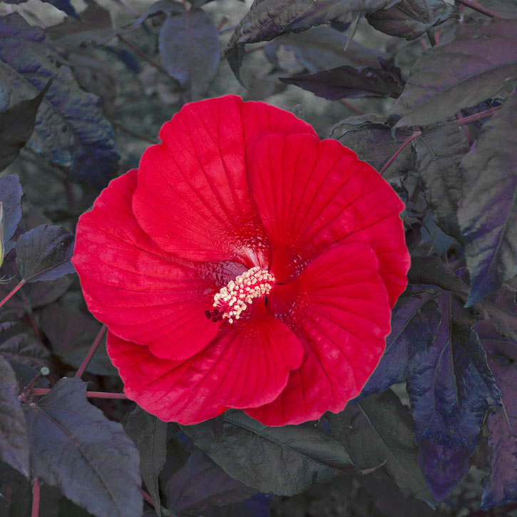 Midnight Marvel Hardy Hibiscus