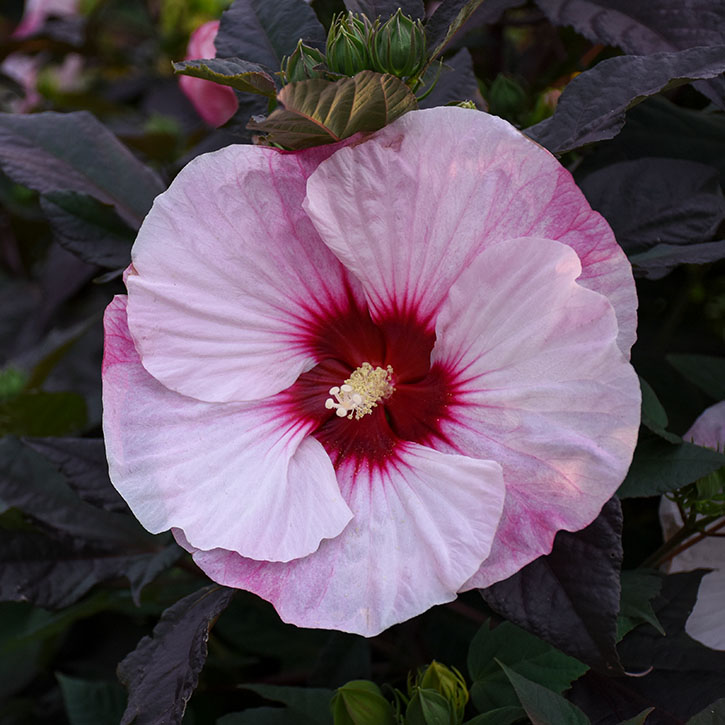 Perfect Storm Hardy Hibiscus