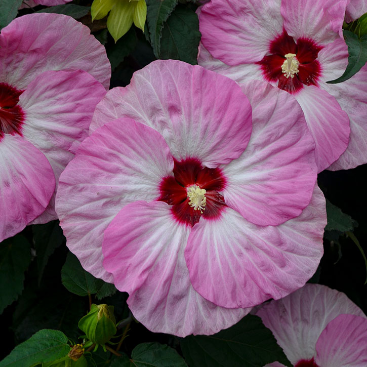 Spinderella Hardy Hibiscus