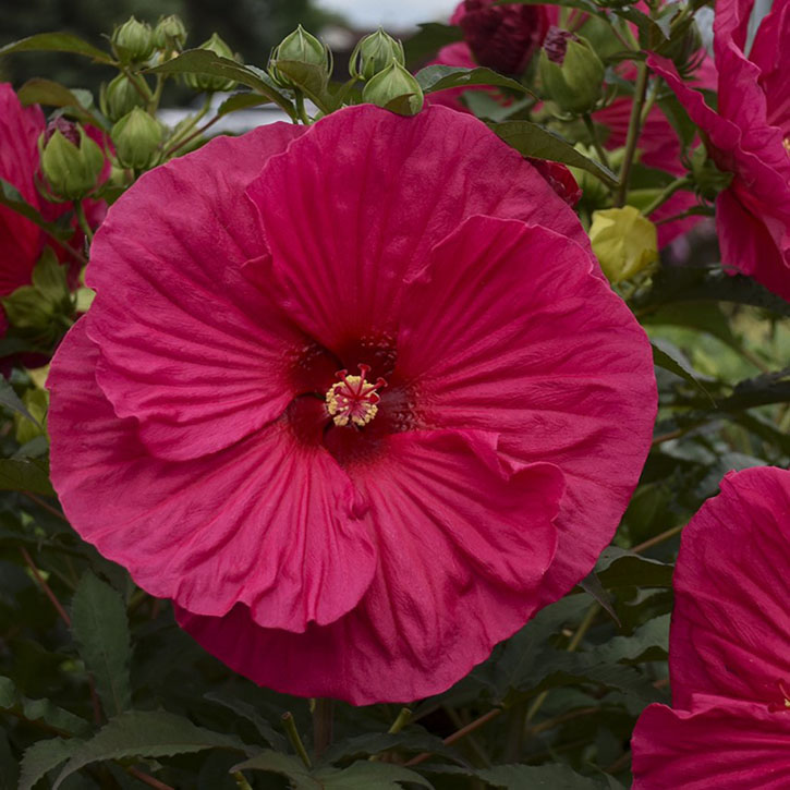 Summer in Paradise Hardy Hibiscus