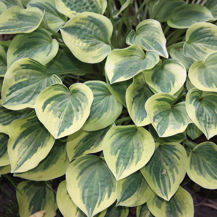 Cameo Hosta