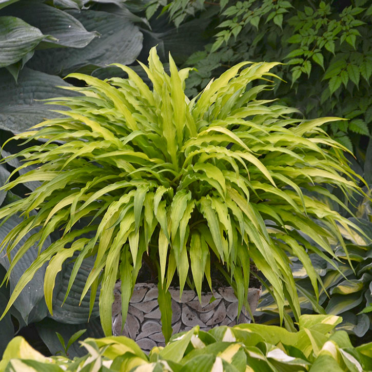 Curly Fries Hosta