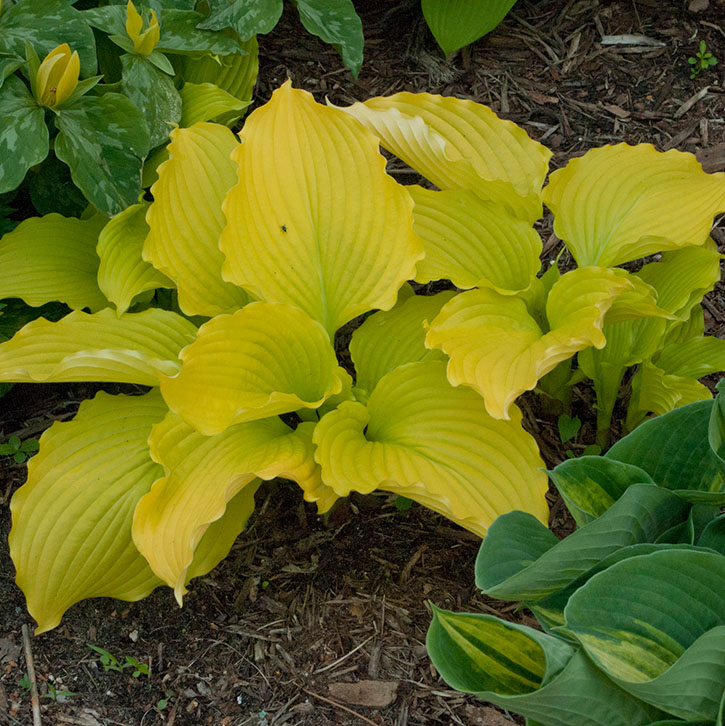 Dancing Queen Hosta