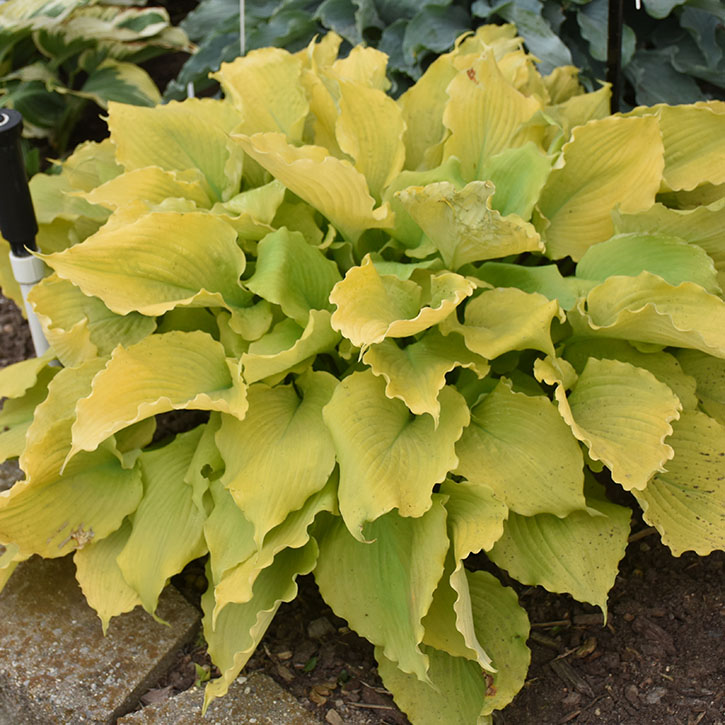 Echo the Sun Hosta