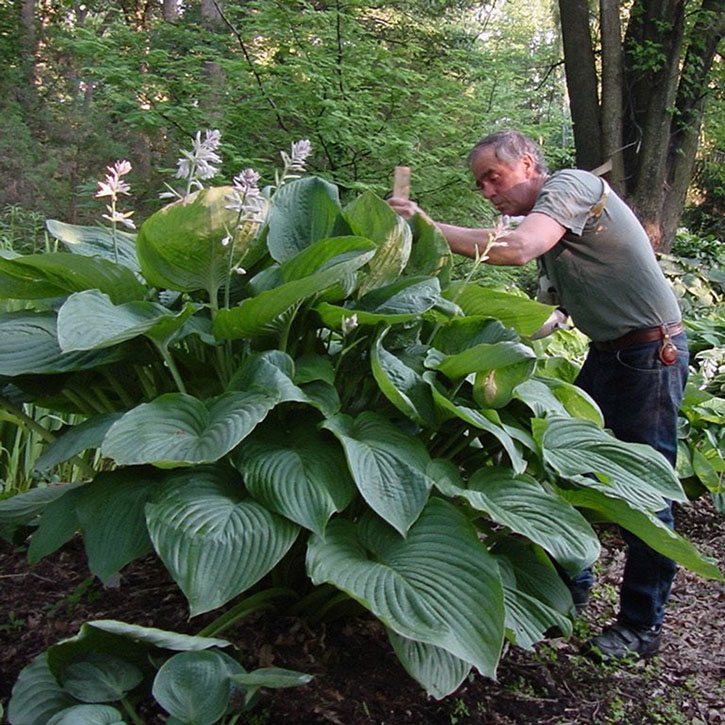 Empress Wu Hosta