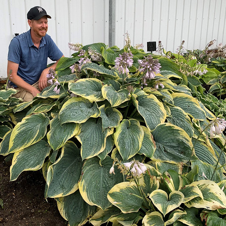 Gigantosaurus Hosta