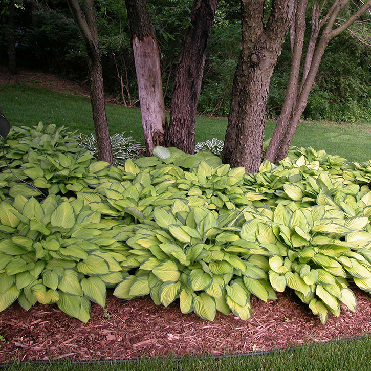 Gold Standard Hosta