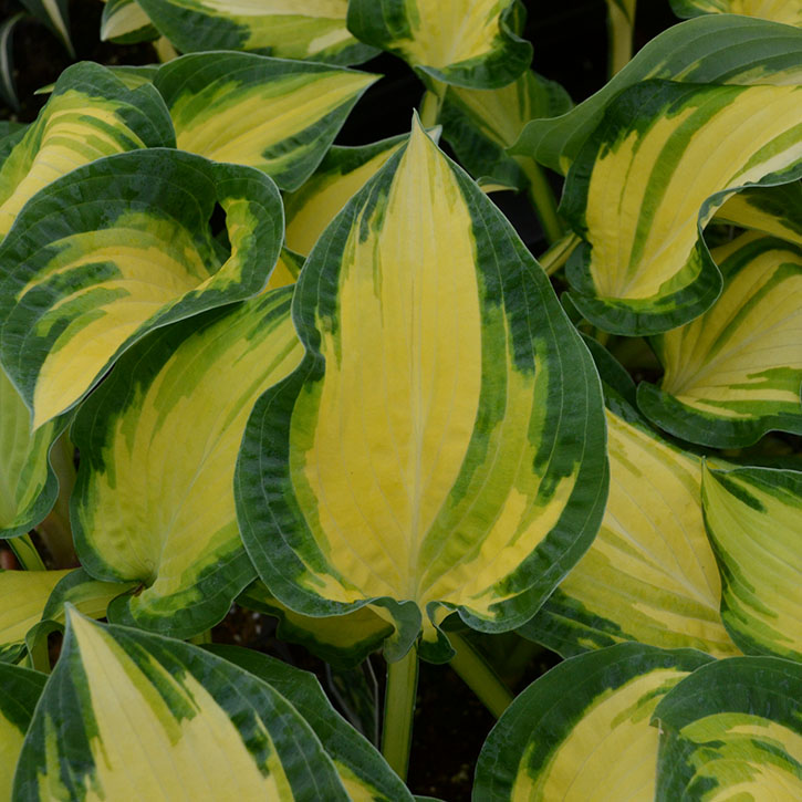 Happy Dayz Hosta