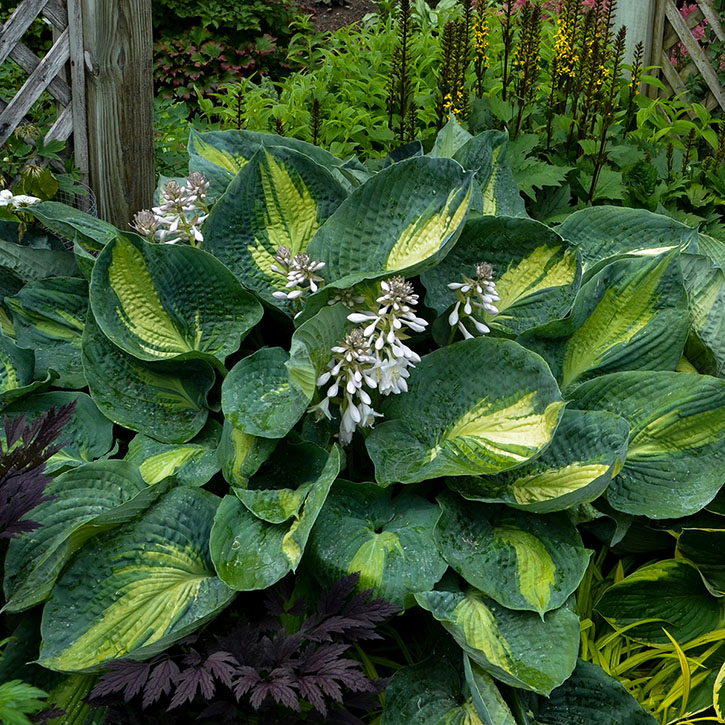 Hudson Bay Hosta