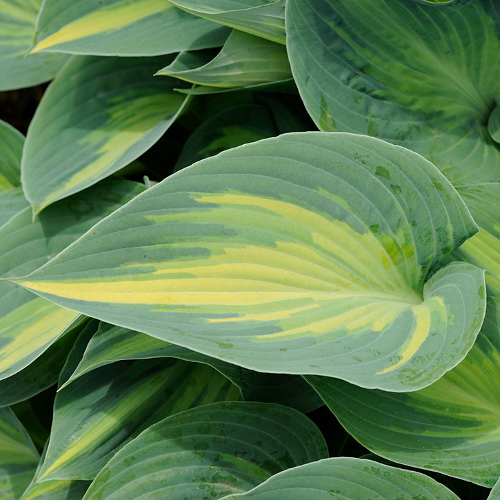 June Hosta