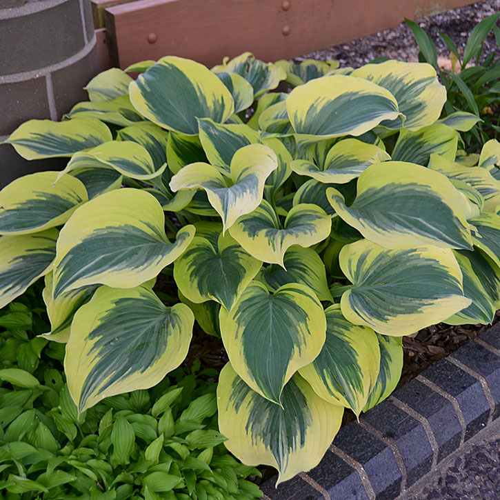 Liberty Hosta