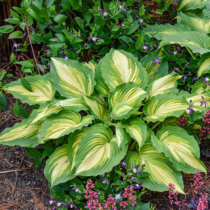 Love Story Hosta