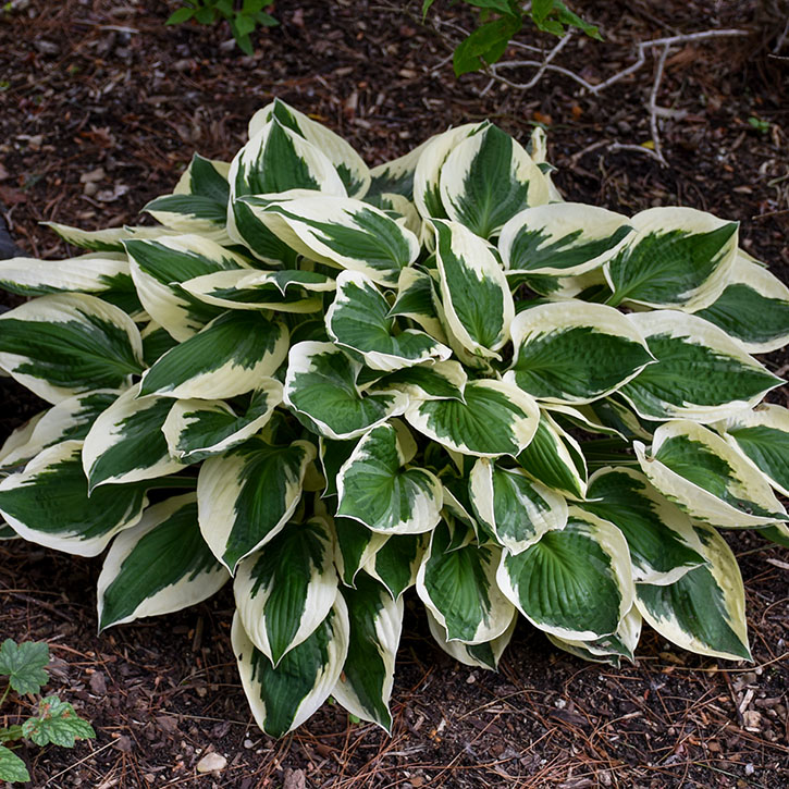 Patriot Hosta