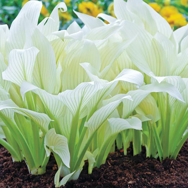 White Feather Hosta