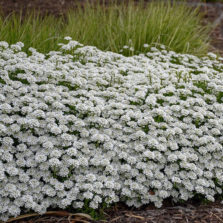 Alexander's White Candytuft