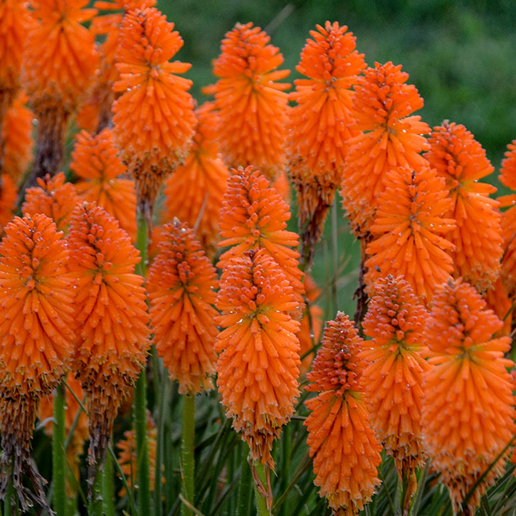 Orange Blaze Hot Poker