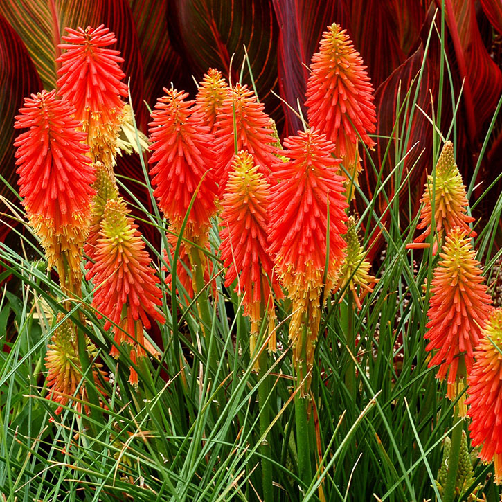 Papaya Popsicle Hot Poker