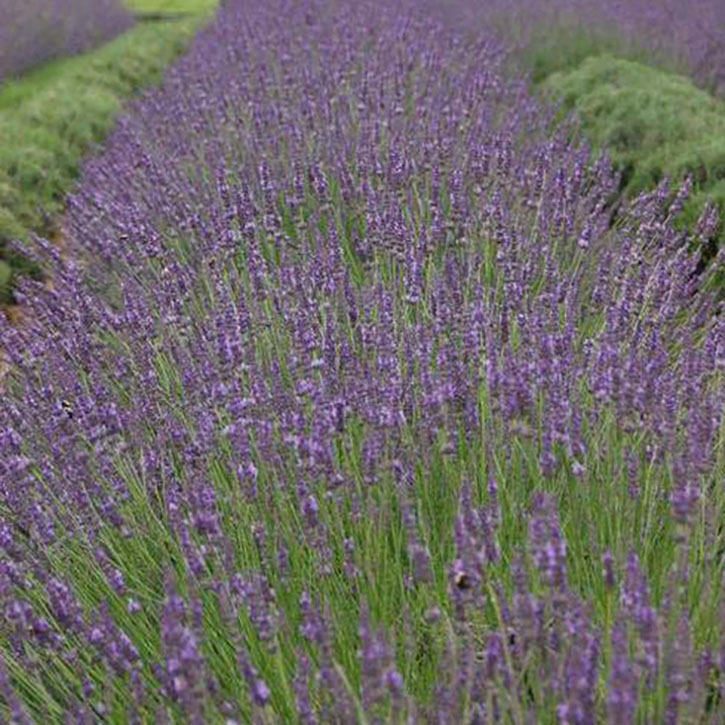 Phenomenal English Lavender