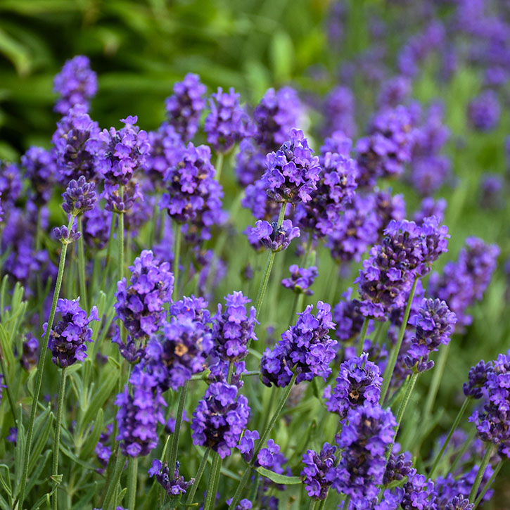 Sweet Romance English Lavender