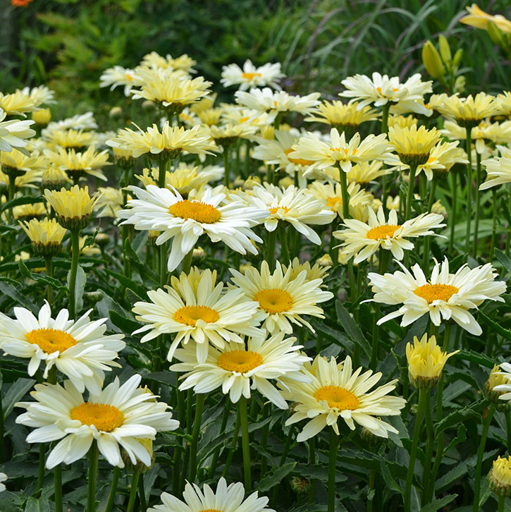 Banana Cream Shasta Daisy