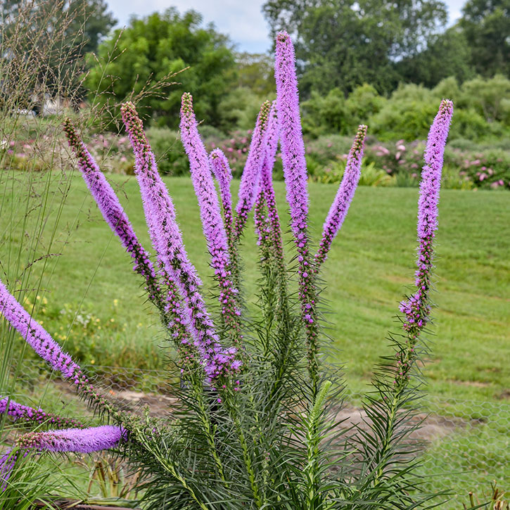 Lavender Glowsticks Liatris