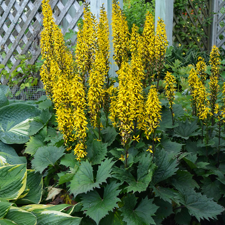 Bottle Rocket Ligularia