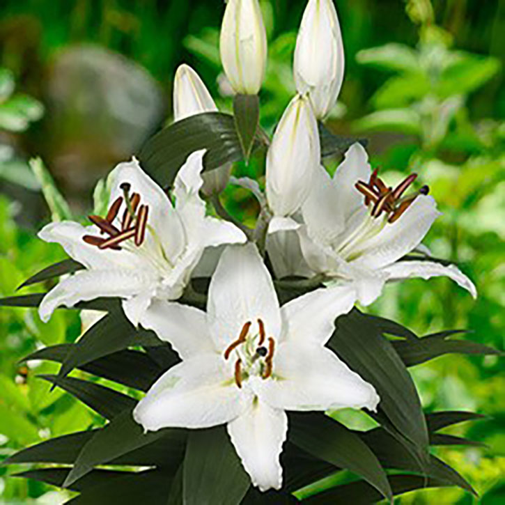 Tiny Shadow Asiatic Lily