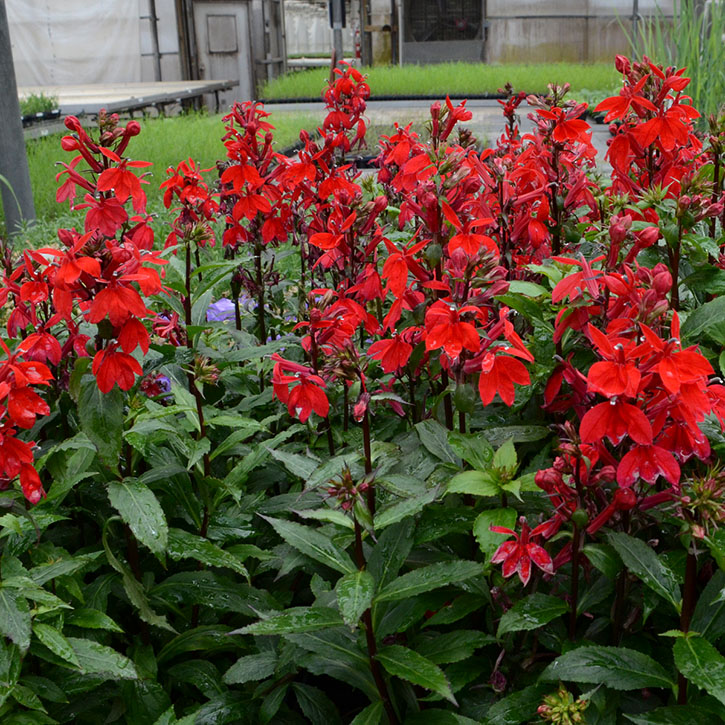 Starship Scarlet Cardinal Flower