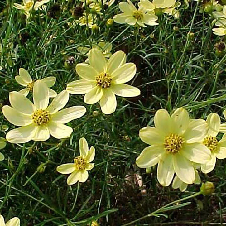 Moonbeam Coreopsis