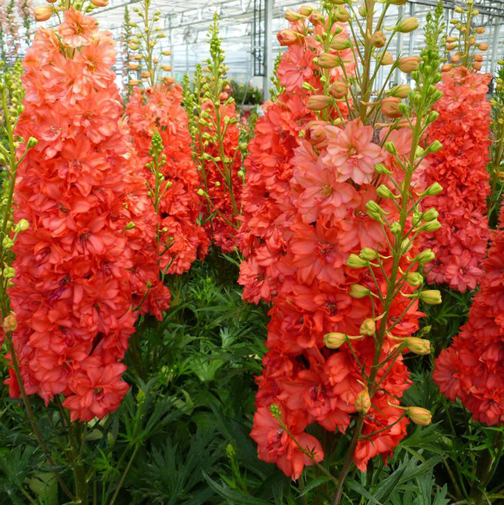 Red Lark Delphinium